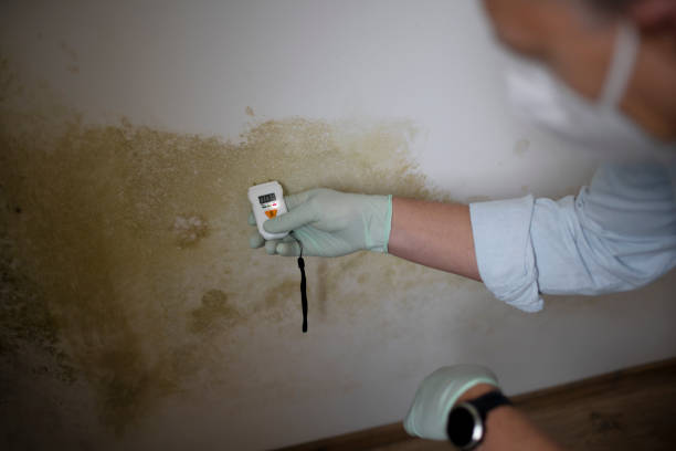 Best Professional Mold Removal  in Meadview, AZ