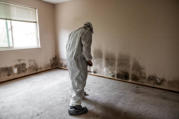 Best Commercial Mold Removal  in Meadview, AZ