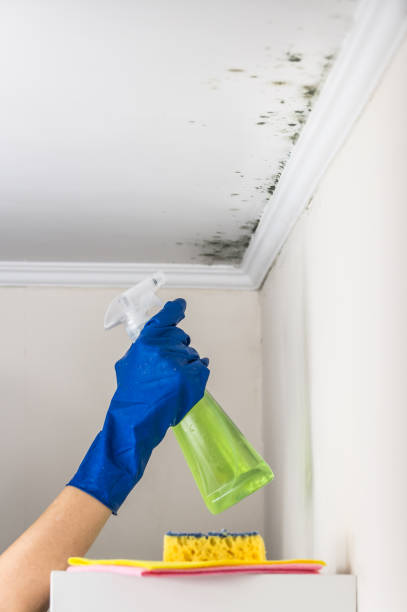 Best Mold Remediation Services  in Meadview, AZ